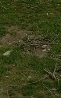 ذرت علوفه‌ایی