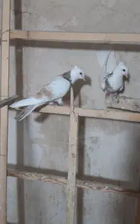 کبوتر طوقی۳عدد