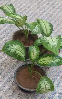 گل آپارتمانی دیفن باخیا