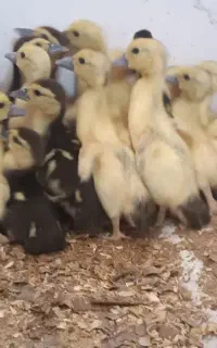 جوجه اردک اسراییلی ده روزه