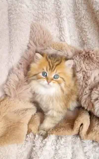 بچه گربه های دلربا در شیراز