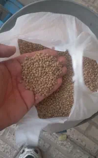 عدس درجه یک بشرط پخت