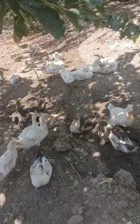 اردک