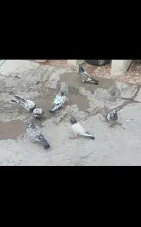 کفتر