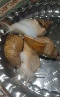 حلزون