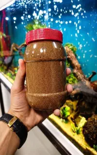 نوربیون