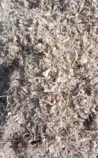 سلام ذرت علوفه تازه کاو کوسفند وطیور
