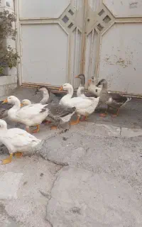 ۱۰عددقو غاز