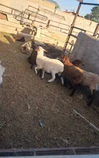 بره نر و بره ماده