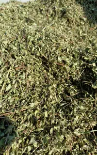 عمده فروشی