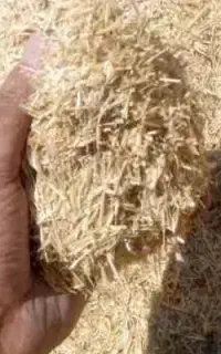 کاه جو دیم