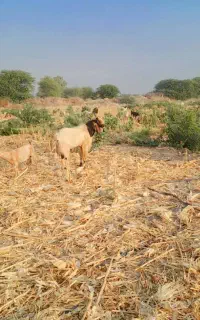 نری