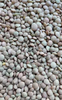 عدسی آشی تازه و زود پخت