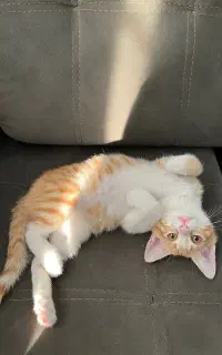 بچه گربه سه ماهه