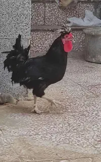 خروس مشکی گلین محلی