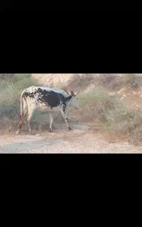 گاو با گوساله سالم به فوروش میرسد