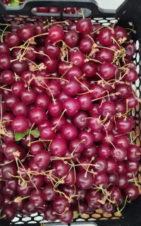البالو گیلاسی بسیار مرغوب وخوشمزه