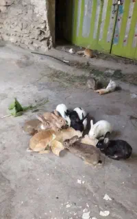 خرگوش