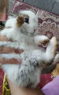 خرگوش نژاد لوپ پشمالو