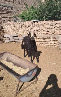 بره بزری