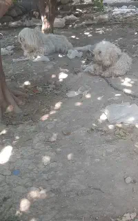 سگ پاکوتا نروماده