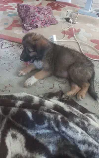 سگ توله