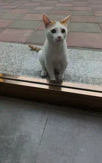 واگذار میکنم