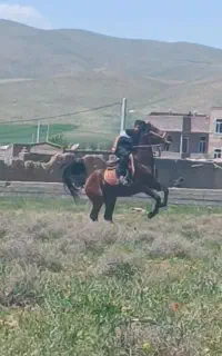 اسب نریان