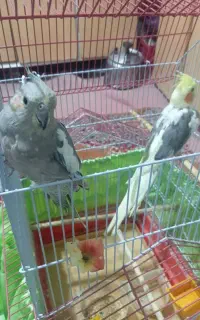 دو عدد عروس هلندی