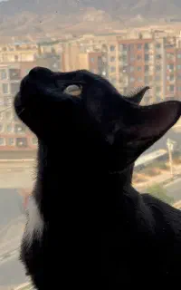 واگذاری گربه نر عقیم شده