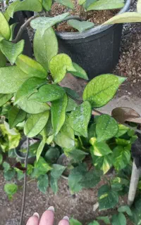 گل آپارتمانی