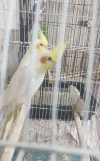 عروس هلندی معاوضه میکنم