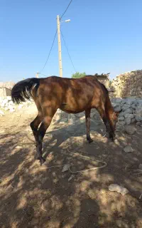 مادیان کورد