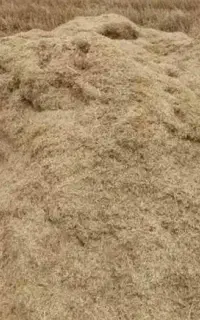 کاه گندم و جو