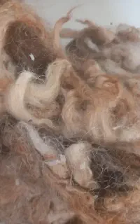 پشم گوسفند