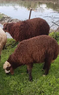 گوسفند نر بره