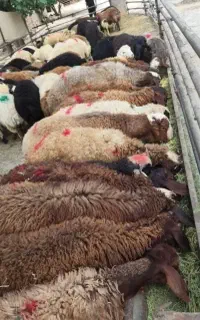 شبانه روز پخشگوسفند کم چرب وچاق زنده *سلاخdaM