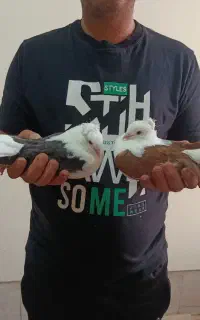 کبوتر دوکت تهرانی