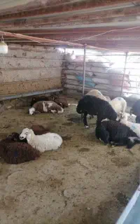 گوسفند زنده ارسال با قصاب به محل