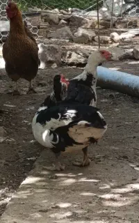 سیکا