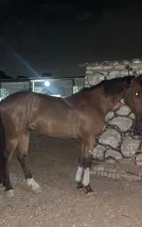 پرشی دوسر خارجی