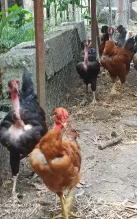 جوجه گردن لخت و کاکلی