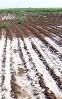 خاکت رو اصلاح کن - با خاک شوری چیزی جذب نمیشه