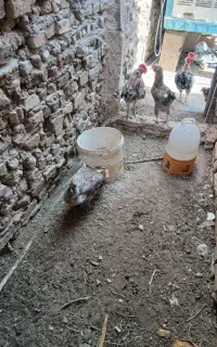 مرغ وکاسرک