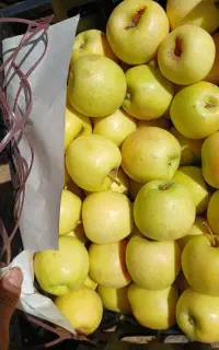 سیب گلاب ریز ، محصول گوغر ، خوش طعم