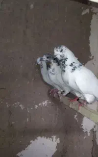 مایه کفتر