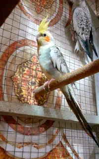 مجسمه عروسک
