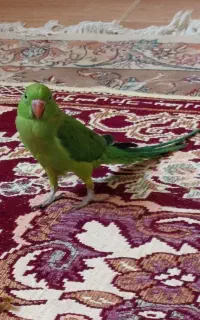 طلای سبز
