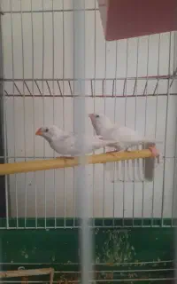 جفت فنچ جوان