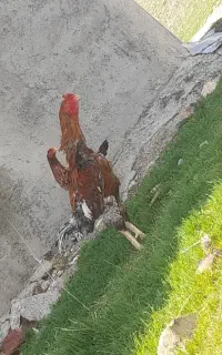 خروس لاری